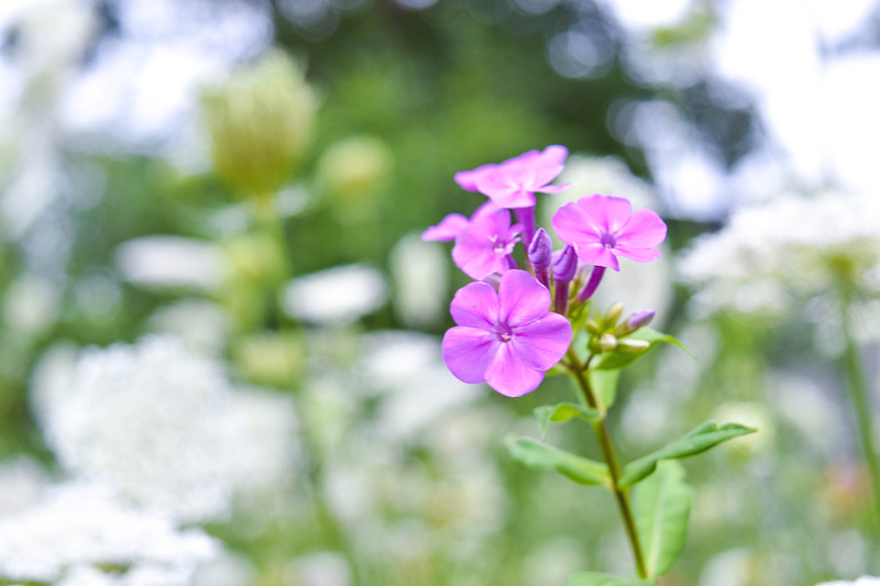 Backyard Garden 8.9.15