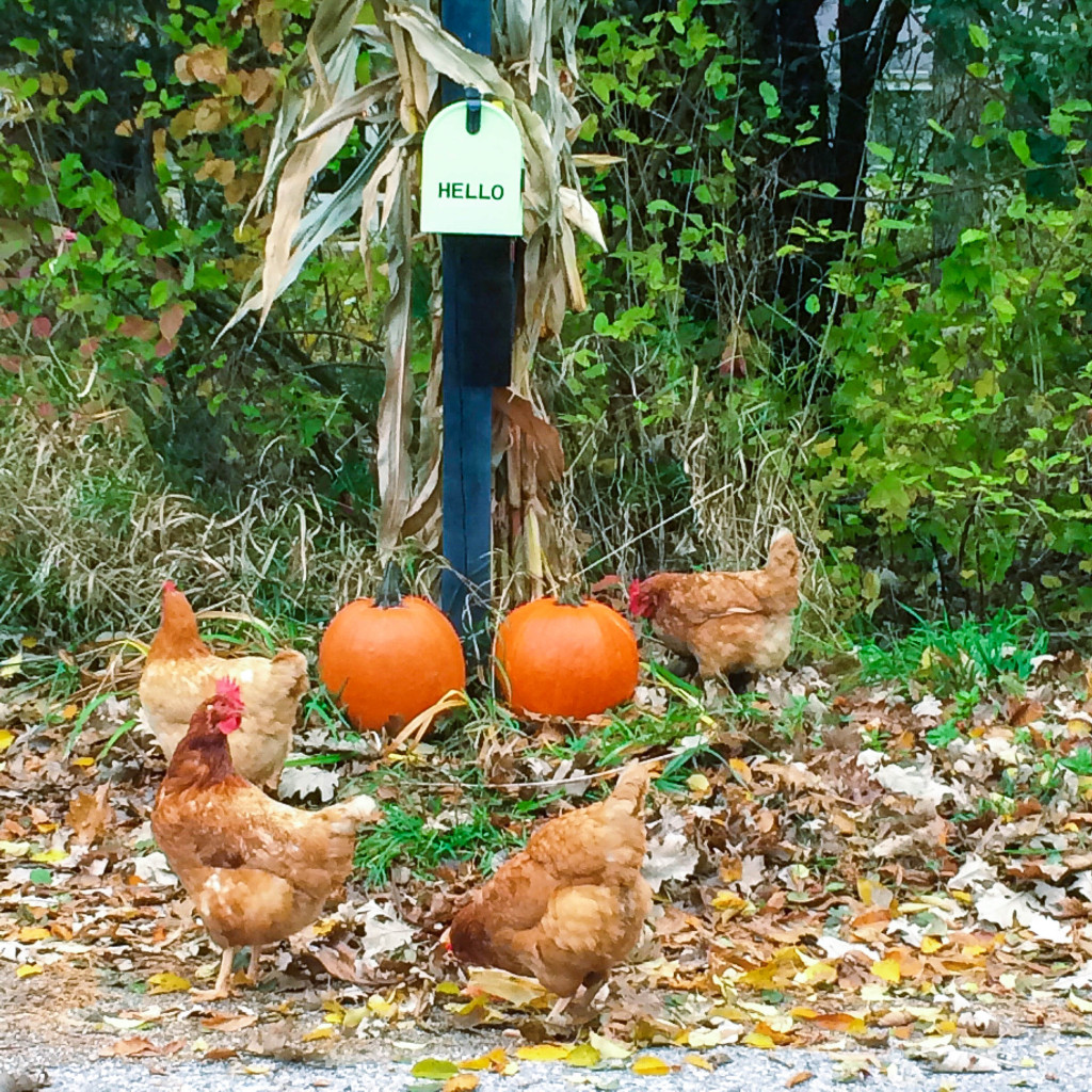 Chickens_by_Mailbox