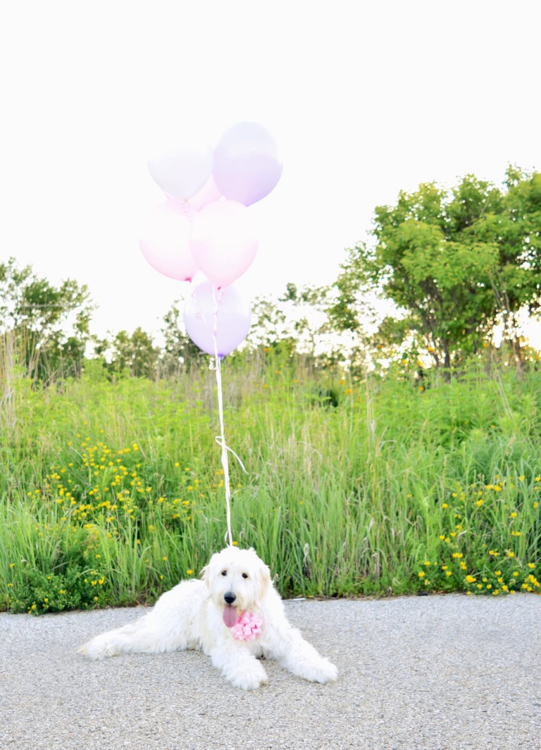 Sophie is ONE! + a Berry Milkbone Doggy Cake Recipe!