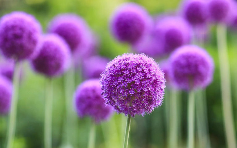 Allium Flowers